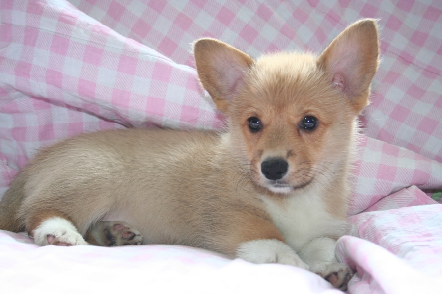 Puppies
